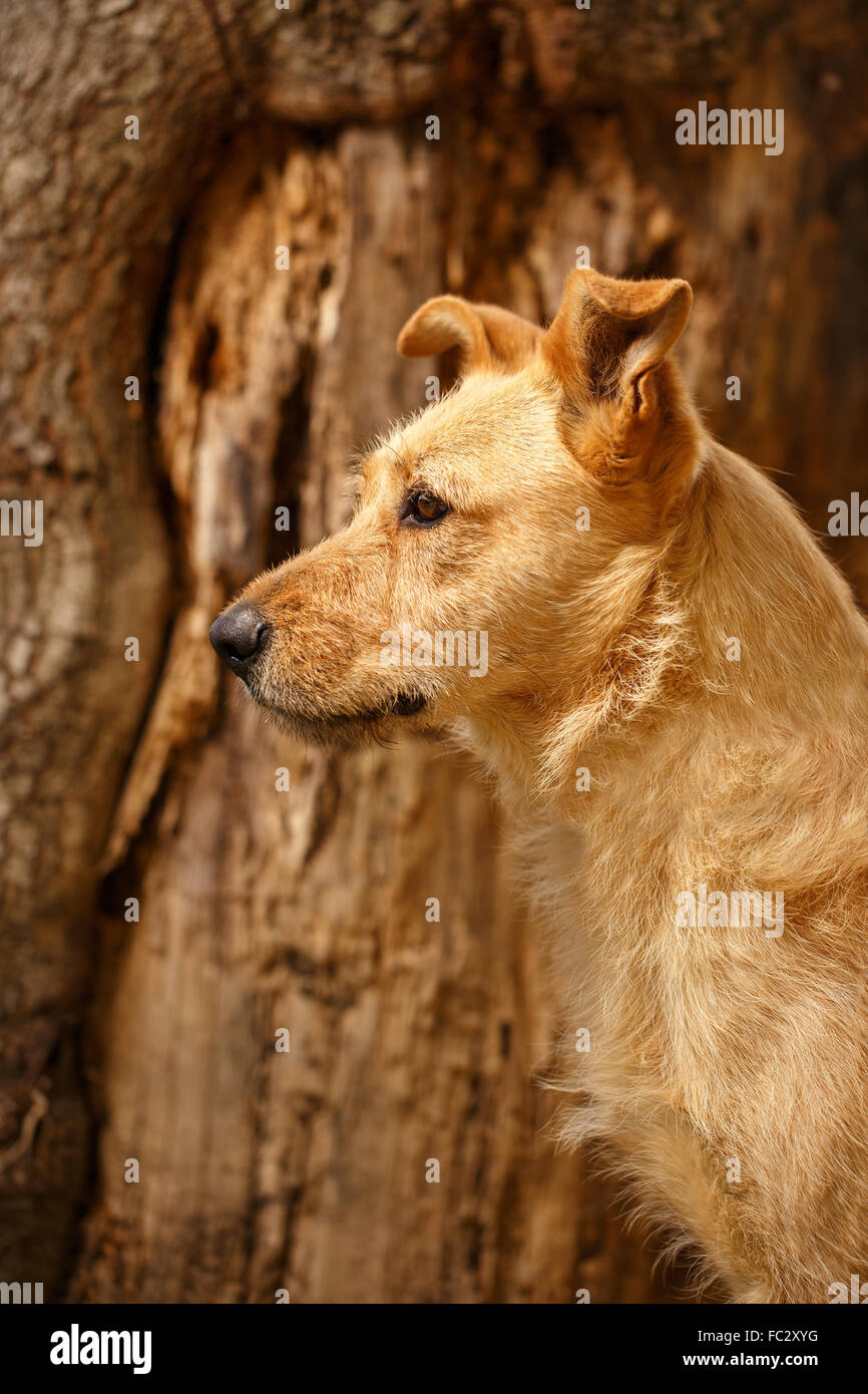 Ginger dog hires stock photography and images Alamy