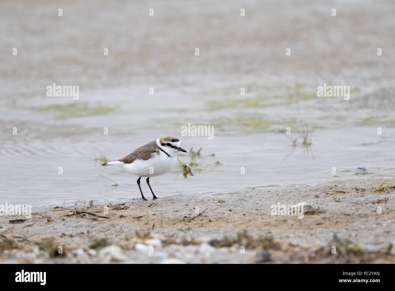 Western snowy plover Stock Photo