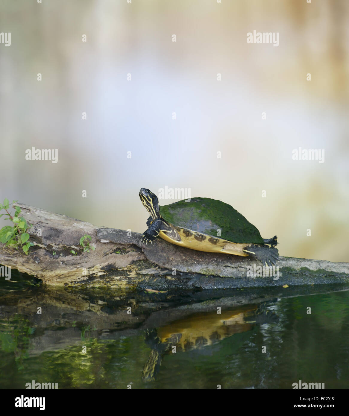 Florida Cooter Turtle Stock Photo - Alamy