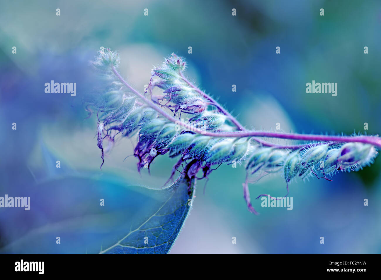 Up close beauty of wild plants hi-res stock photography and images - Alamy