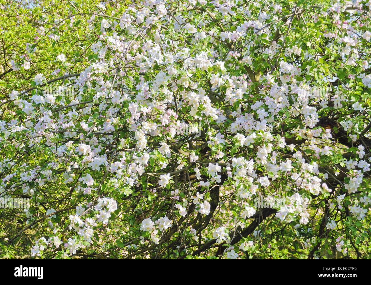 white flourishing apple tree Stock Photo