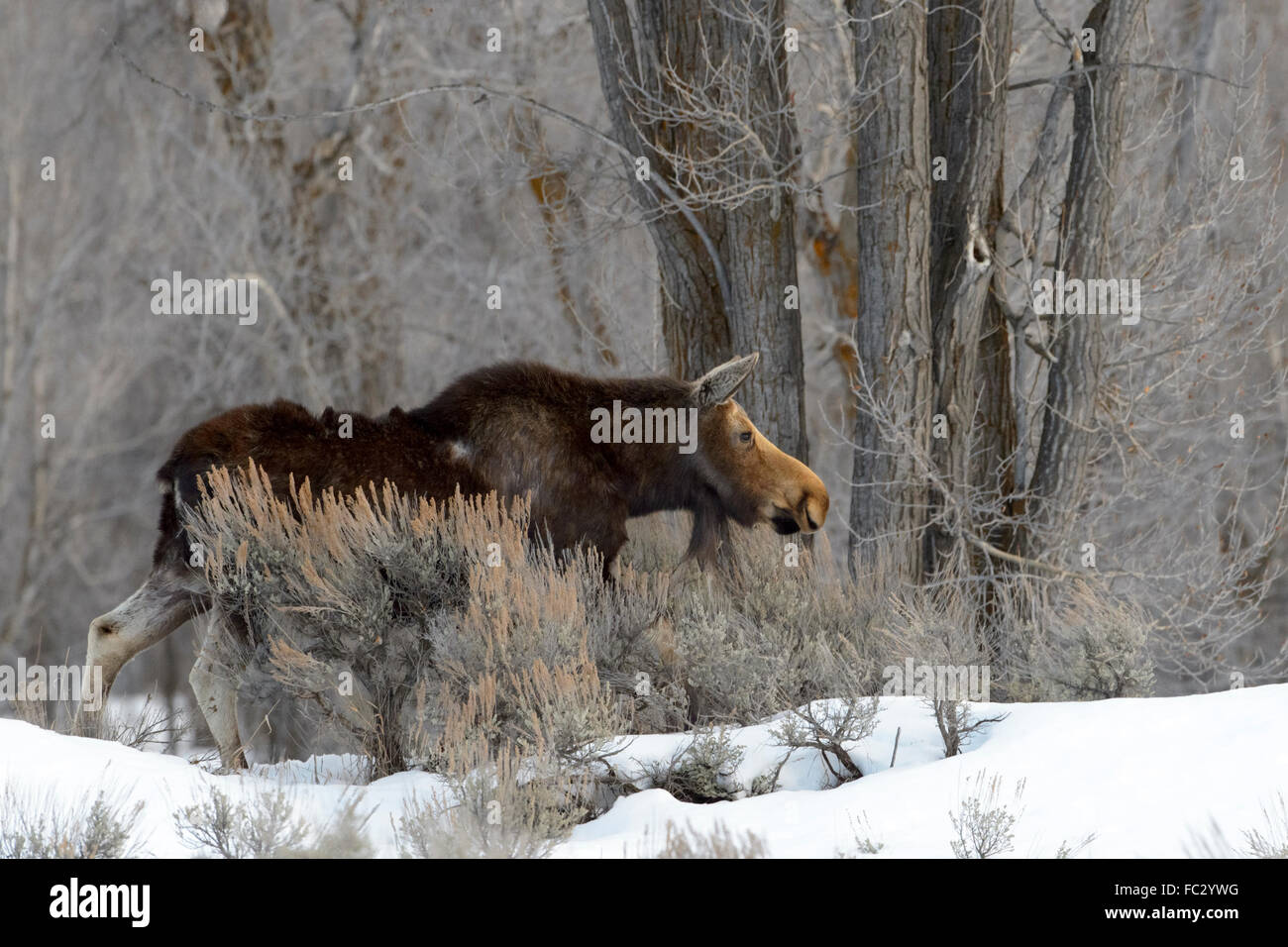 Moose (Alces alces) foraging in snow with cottonwood trees, Grand Teton National Park, Wyoming Stock Photo