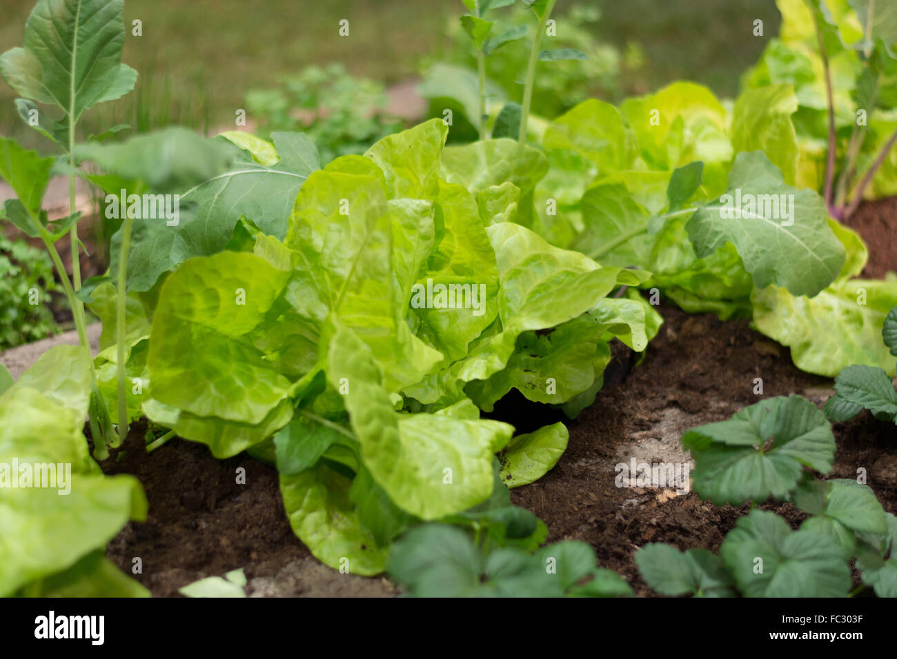 Cold frame with lettuce and kohlrabi Stock Photo