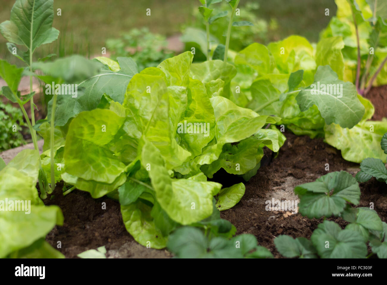 Intercropping hi-res stock photography and images - Alamy