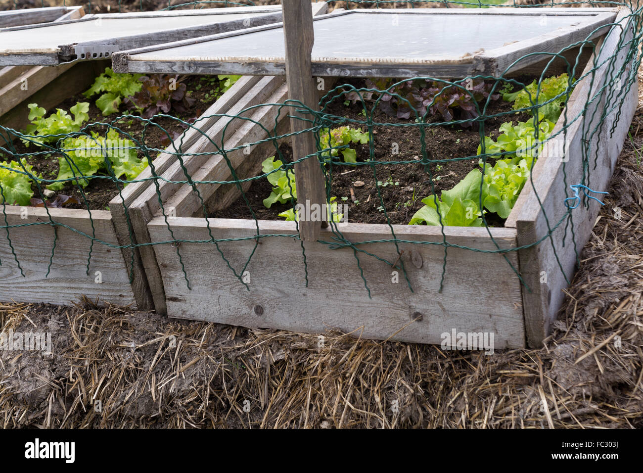 salads in a cold frame Stock Photo
