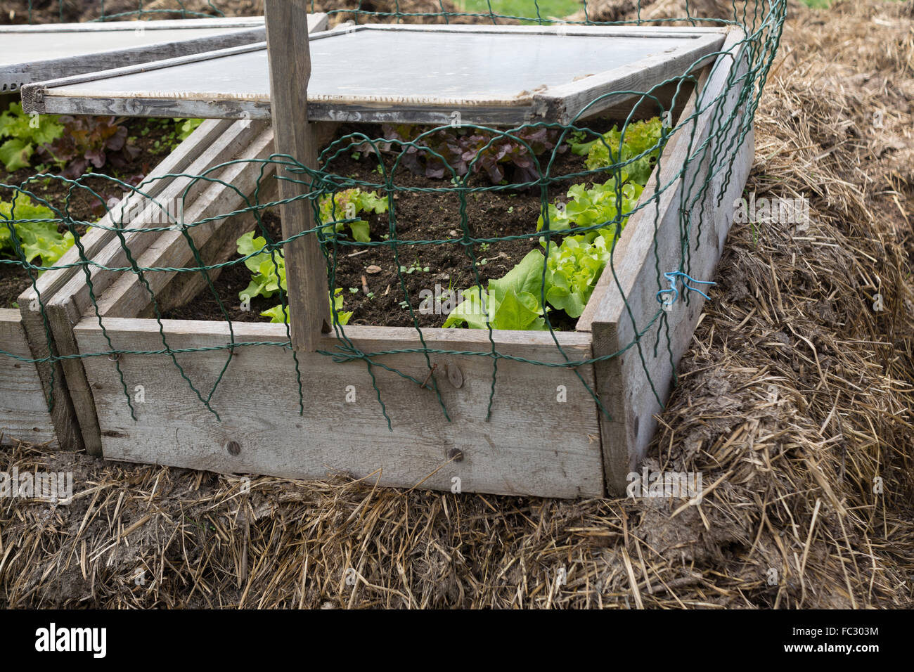 Salad in organic cold frame Stock Photo