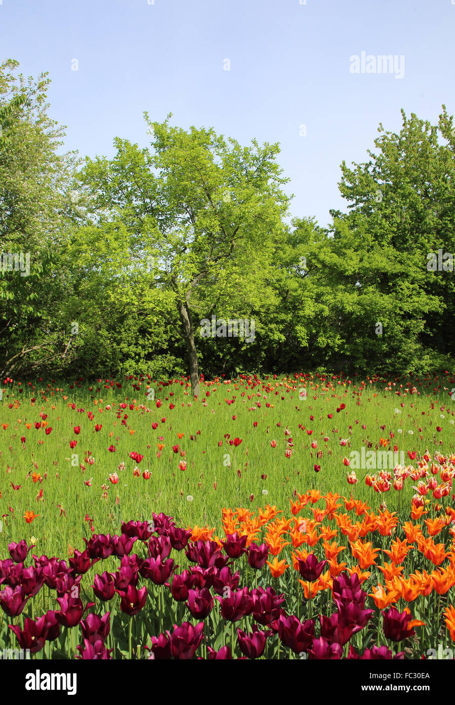 flowers and grass Stock Photo - Alamy