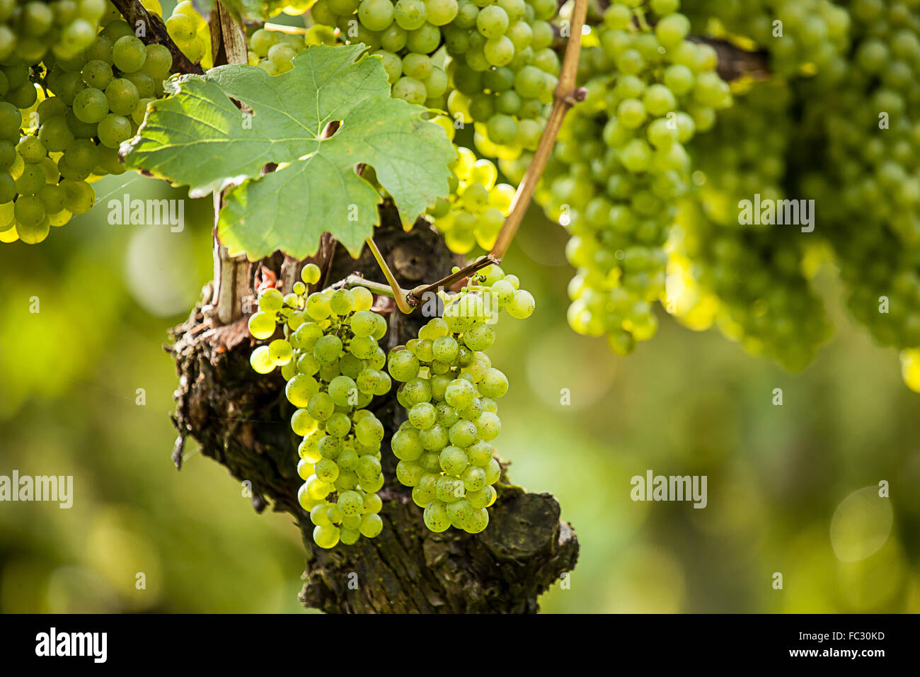 Grapes (Vitis vinifera) Stock Photo