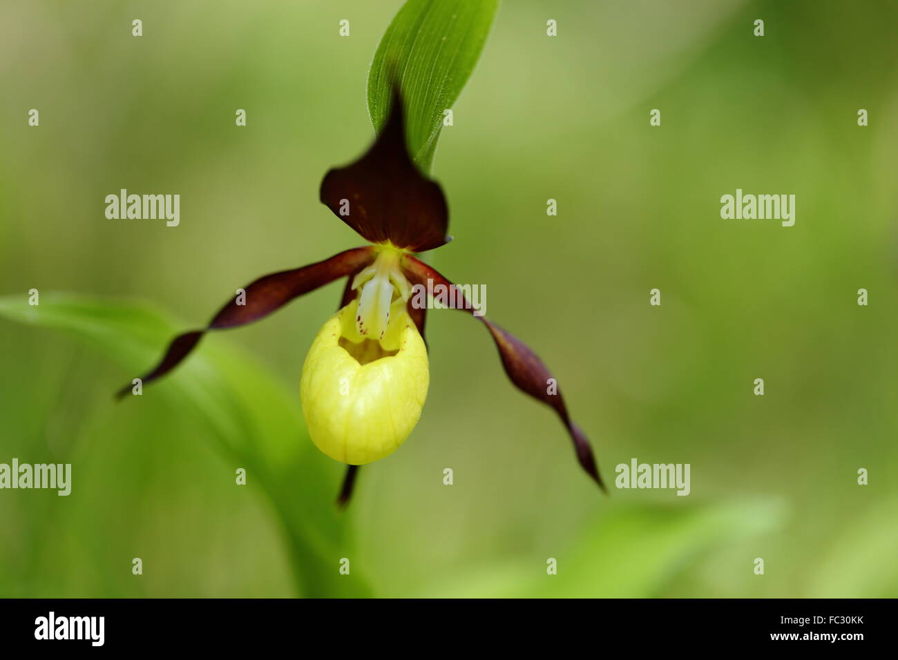 orchid in nature Stock Photo