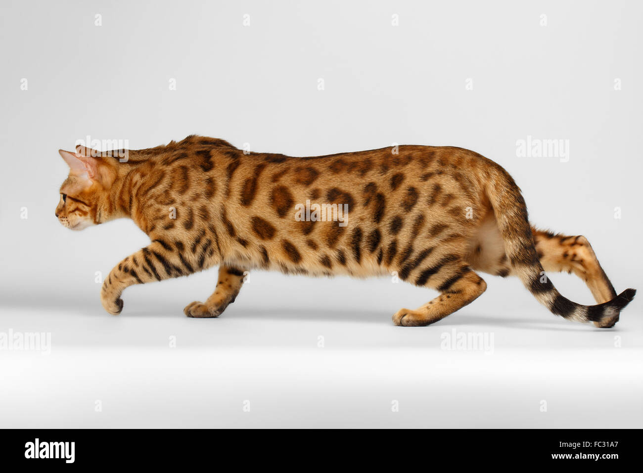 Бенгальский кот сбоку