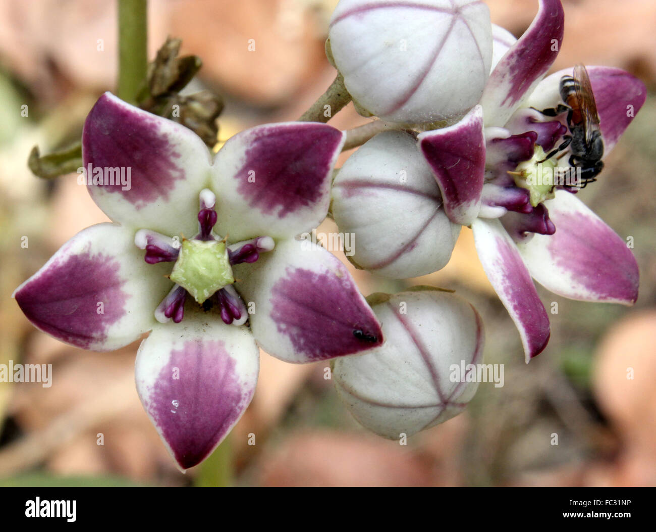 Calotropis, procera, Sodom apple, evergreen shrub with thick opposite