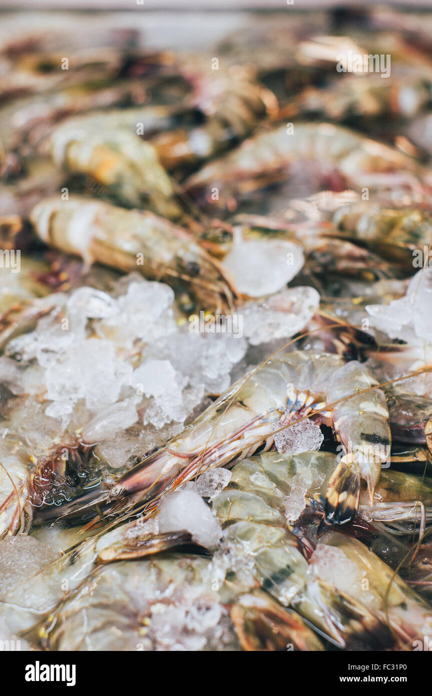 fresh prawn on ice in thailand Stock Photo