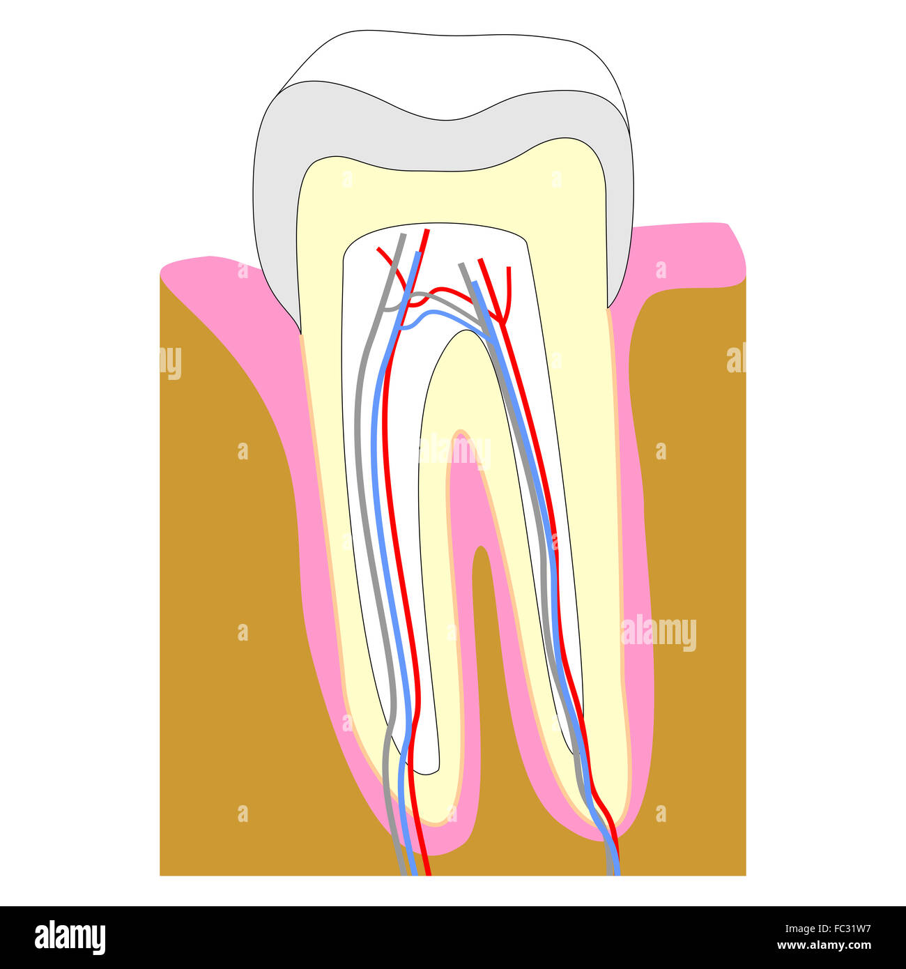 Tooth section Stock Photo