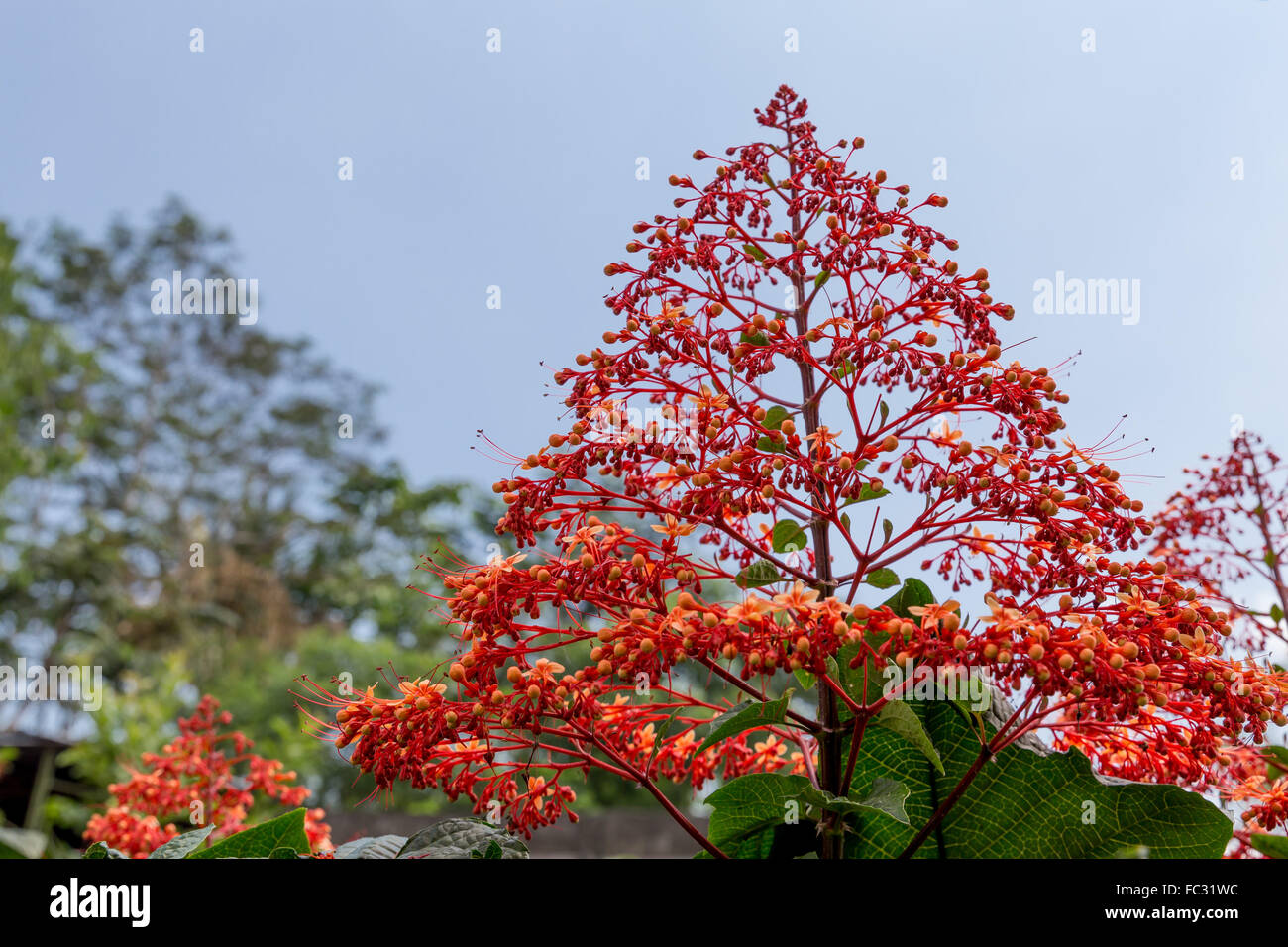 The Pagoda flower, (Clerodendrum paniculatum), Java, Indonesia. Stock Photo