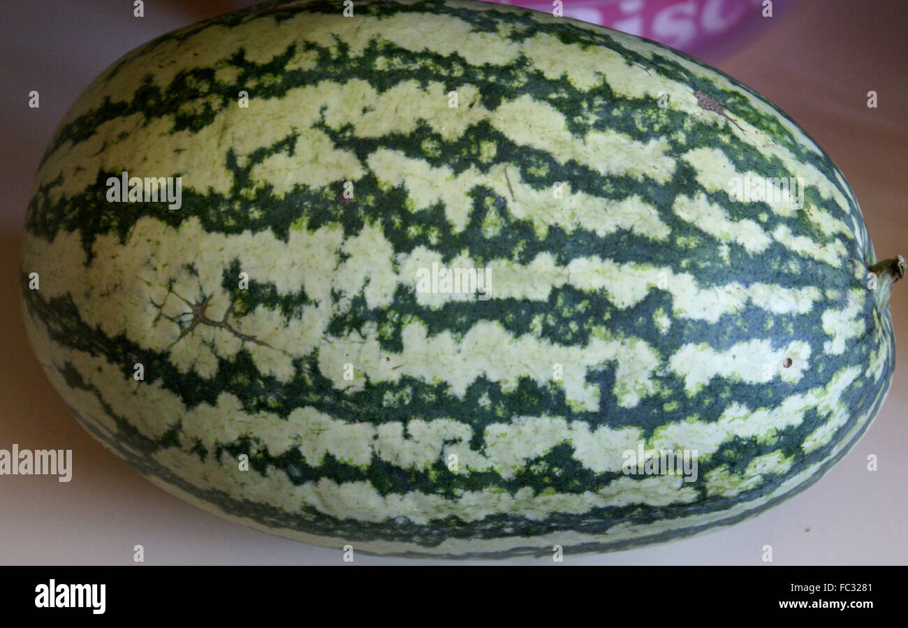 Citrullus lanatus, watermelon, popular summer fruit with mottled skin and red juicy soft flesh, black seeds, refreshing fruit Stock Photo