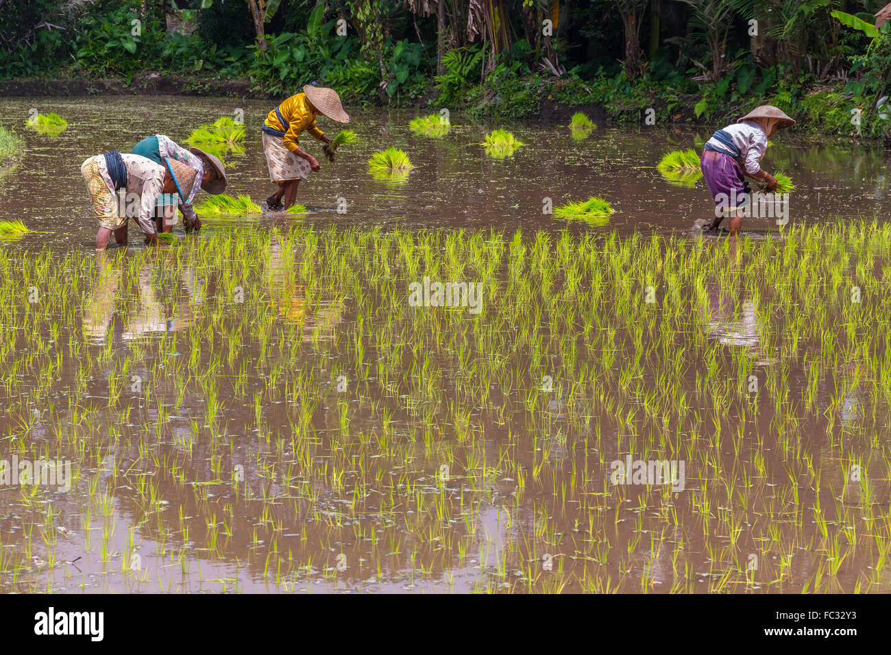 Female workers planting rice in village nearby volcano Merapi. Java ...