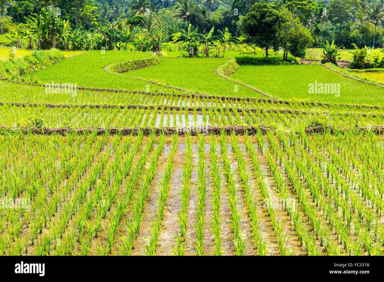 Rice paddy in a village nearby volcano Merapi. Java, Indonesia Stock ...