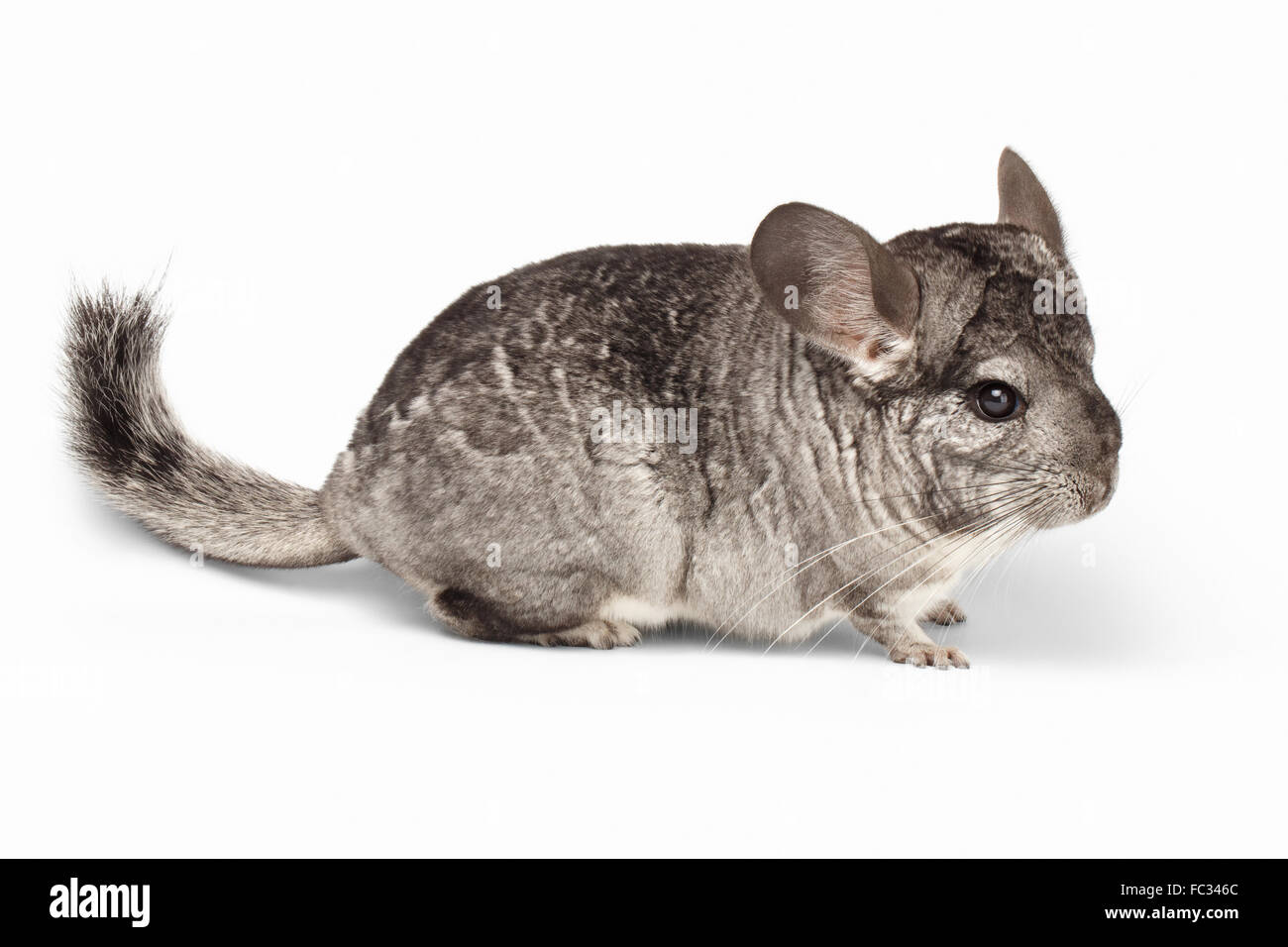 Chinchilla Cut Out Stock Images & Pictures Alamy
