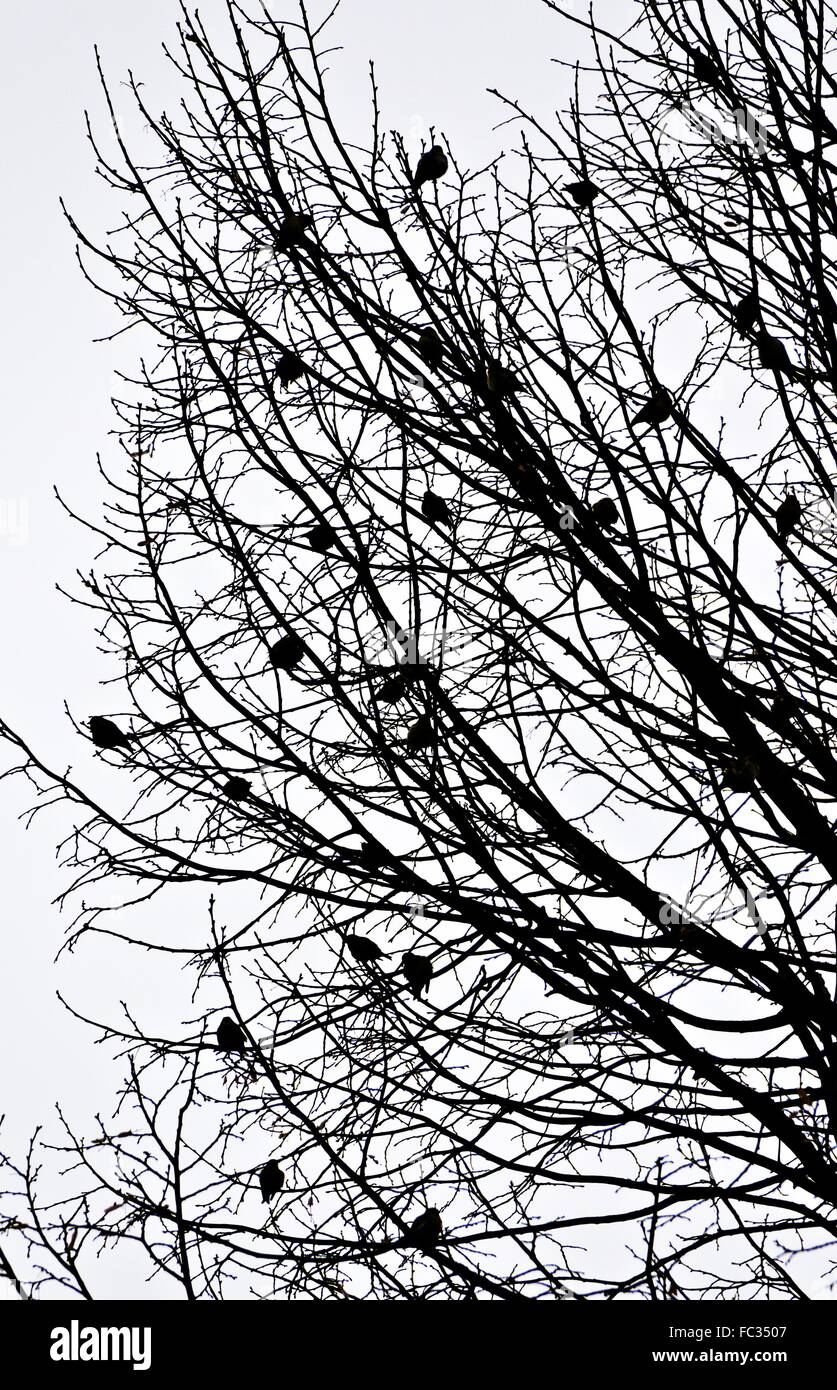 flock of birds on a leafless tree Stock Photo