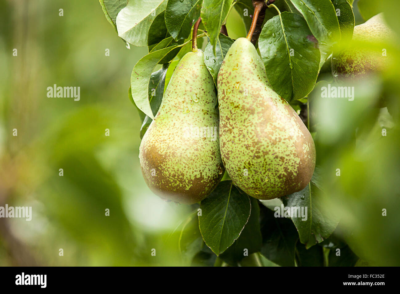 Pear Conference (Pyrus communis) Stock Photo