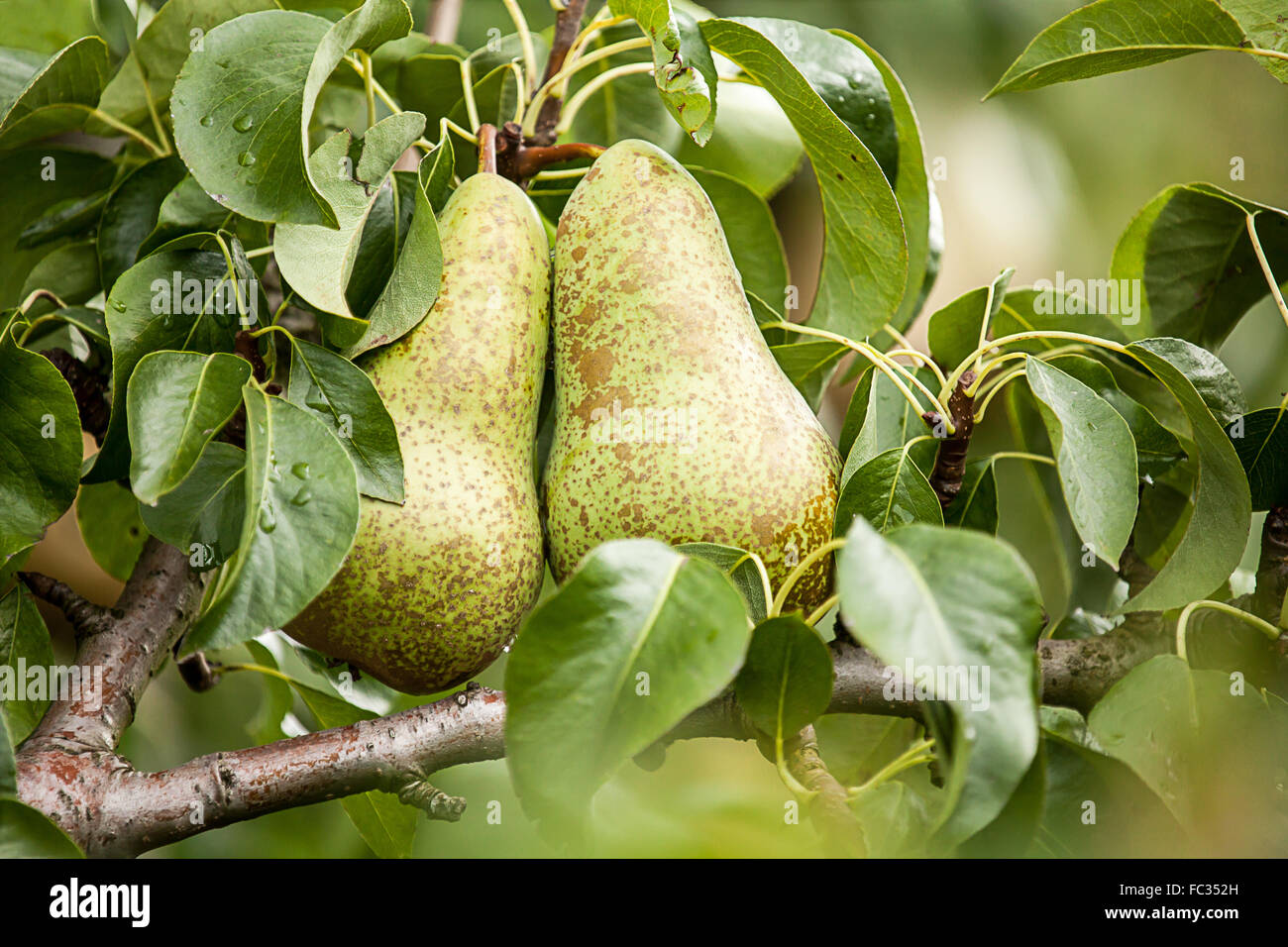Pear Conference (Pyrus communis) Stock Photo