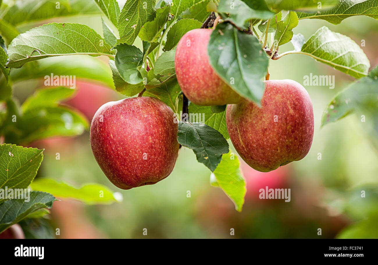Apple (Malus domestica) Stock Photo