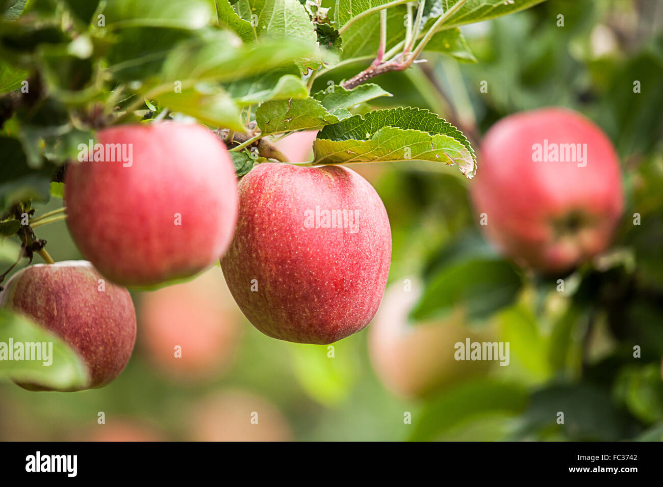 Apple (Malus domestica) Stock Photo