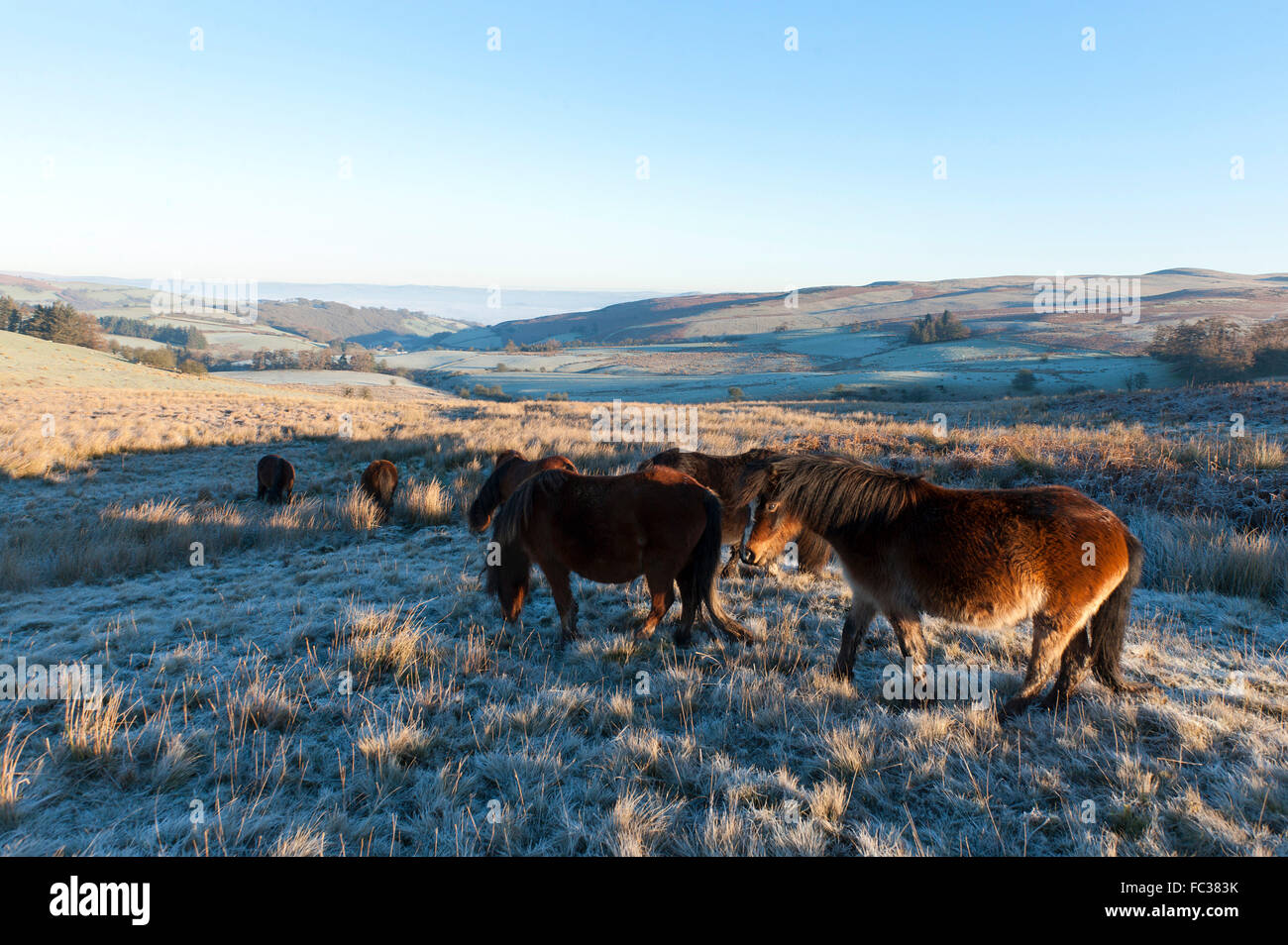 Horse dropping his feed hires stock photography and images Alamy