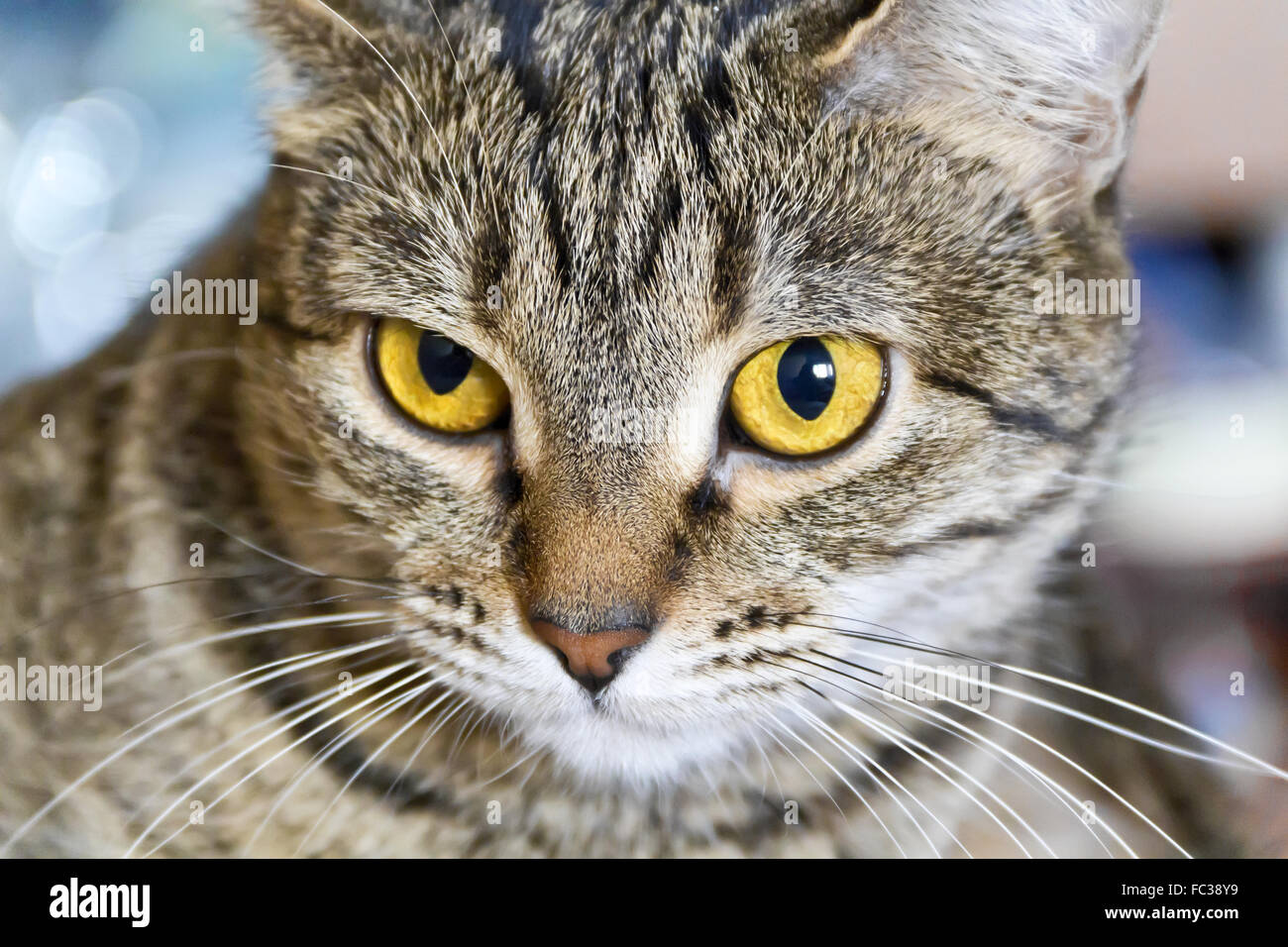 Cat portrait with yellow eyes Stock Photo Alamy