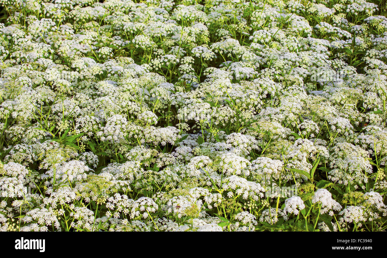 Green wild plants hi-res stock photography and images - Alamy
