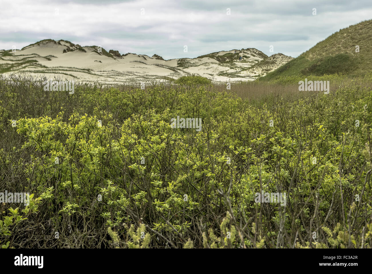 Dunes of Amrum Stock Photo
