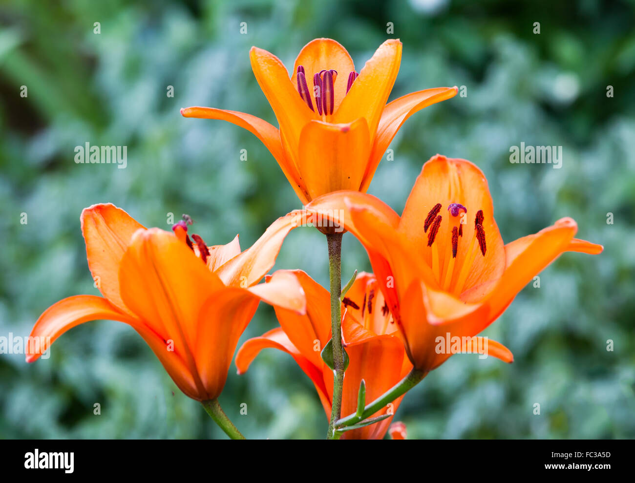 Asiatic lilies garden hires stock photography and images Alamy