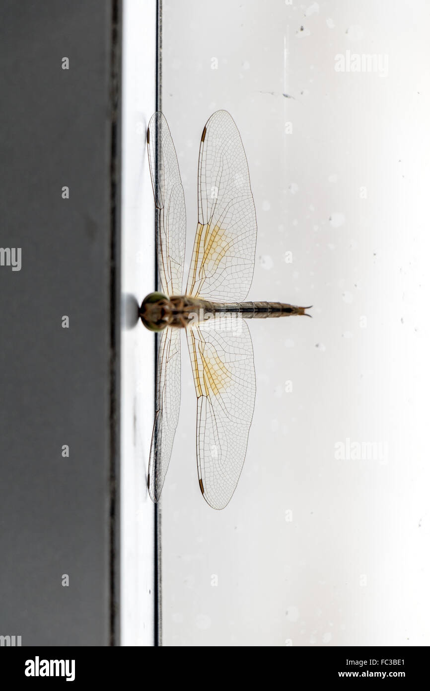 Fly Smashed Into Window Dragonfly crashed into the window frame Stock Photo - Alamy