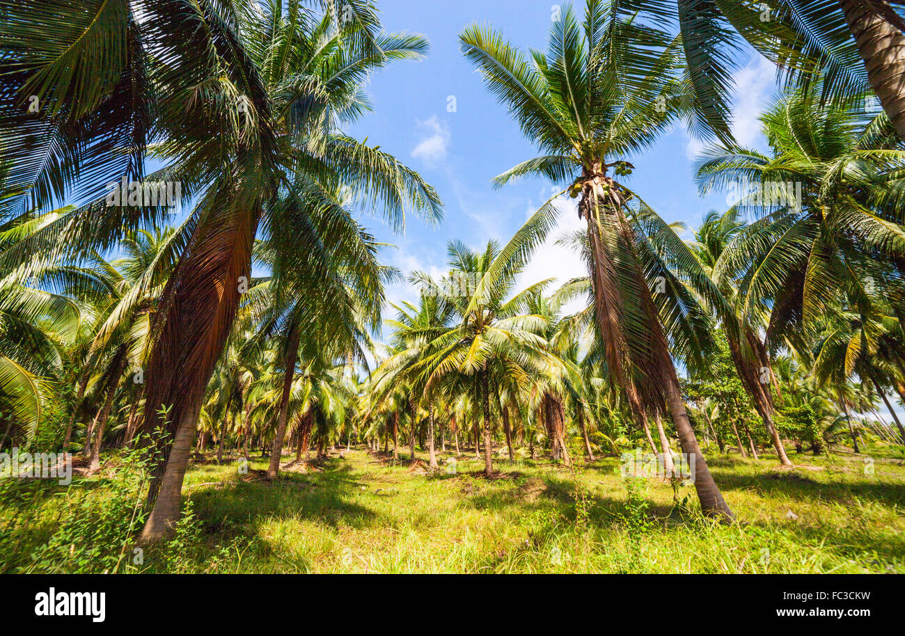 Dense jungle hi-res stock photography and images - Alamy