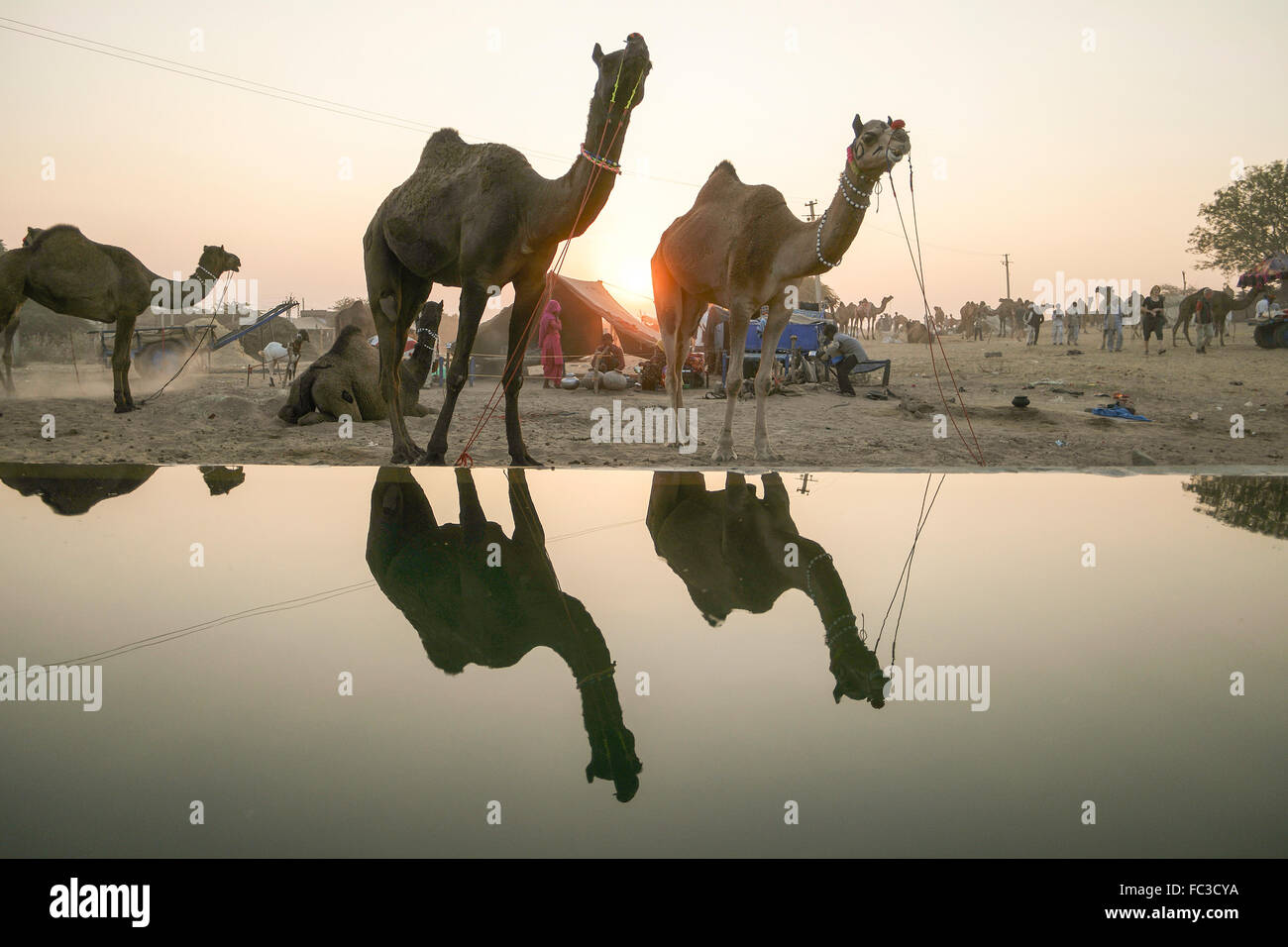 Camel herds or camel trader bring camels during sunset to the watering pool. Stock Photo