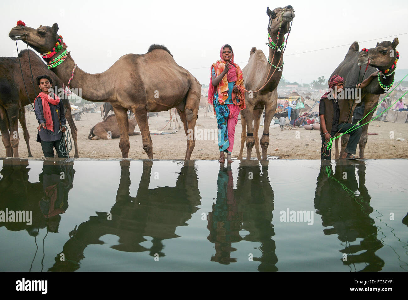 Camel herds or camel trader bring camels during sunset to the watering pool. Stock Photo