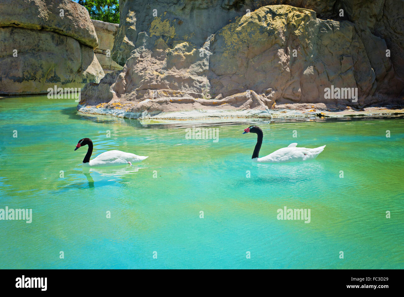 Two black-necked swans Stock Photo