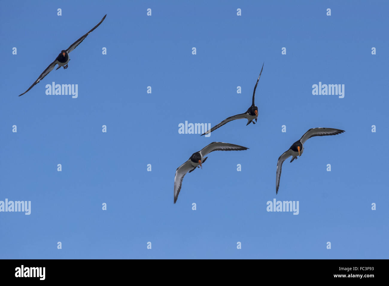 Formation flight hi-res stock photography and images - Alamy