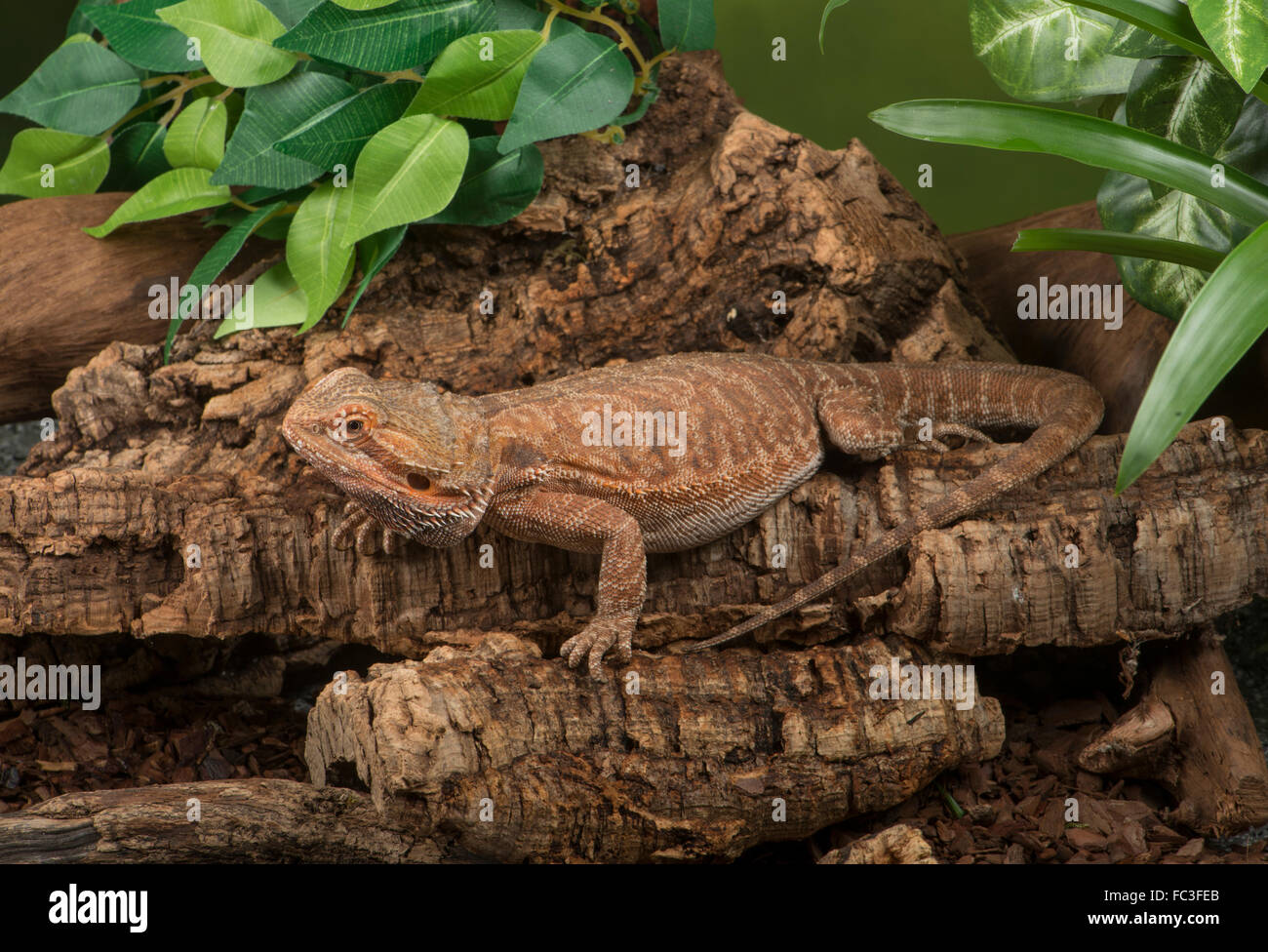 bearded-dragon-pogona-sp-hi-res-stock-photography-and-images-alamy