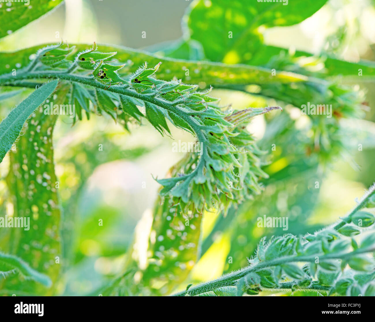 Plant green flower hi-res stock photography and images - Alamy