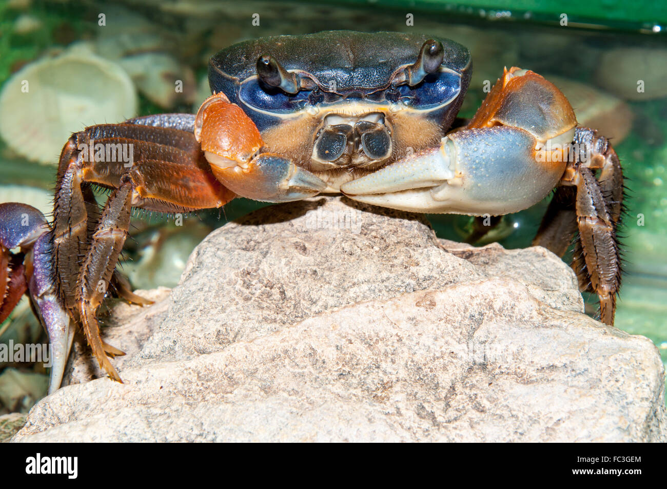 Rainbow crab or Cardisoma armatum Stock Photo