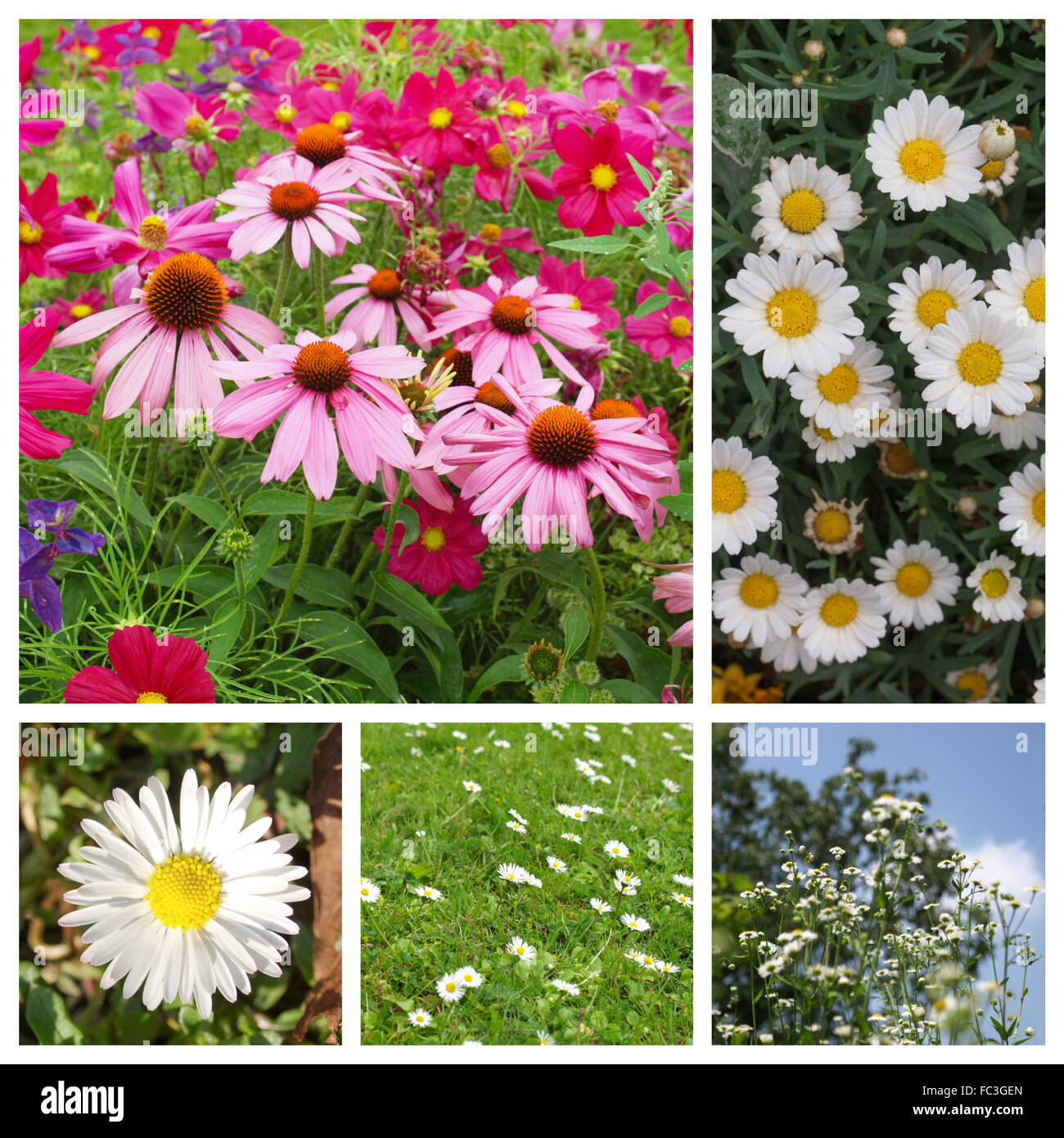 THE DAISY SET main image 1