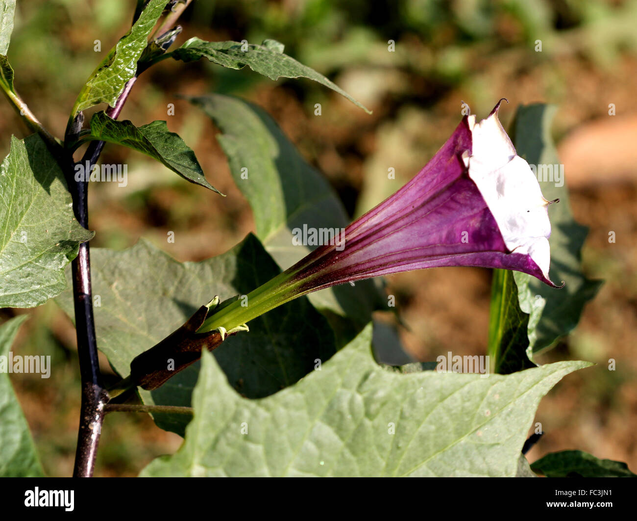 Devils trumpet hires stock photography and images Alamy