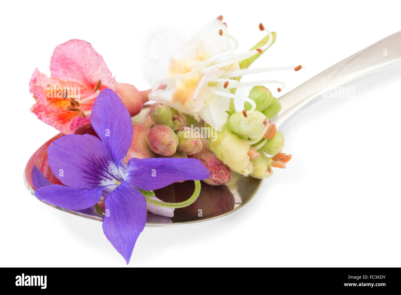 Bach flowers on a spoon Stock Photo