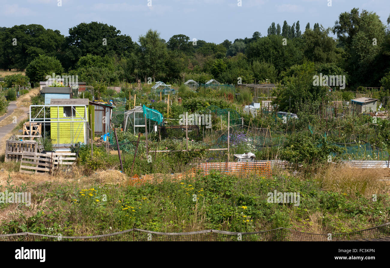 Urban garden allotments, Hampton, Richmond, London, England, UK Stock Photo