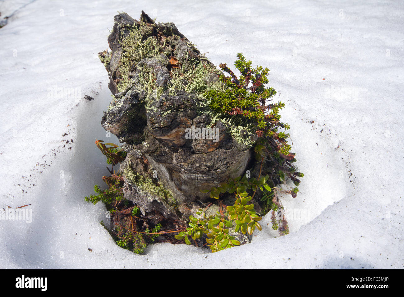 snag island melting spring in tundra Stock Photo