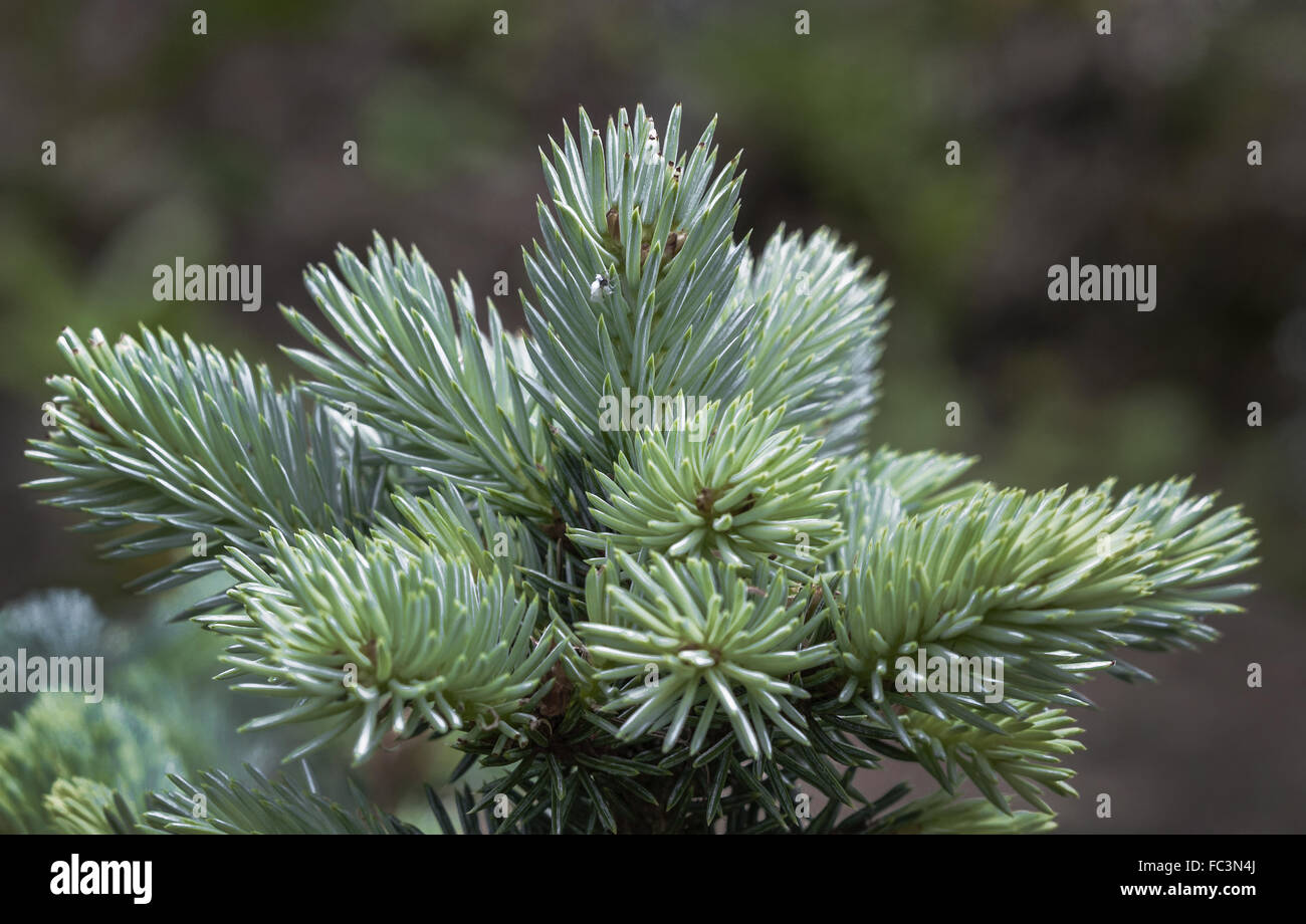 Blue spruce - aubretia Stock Photo