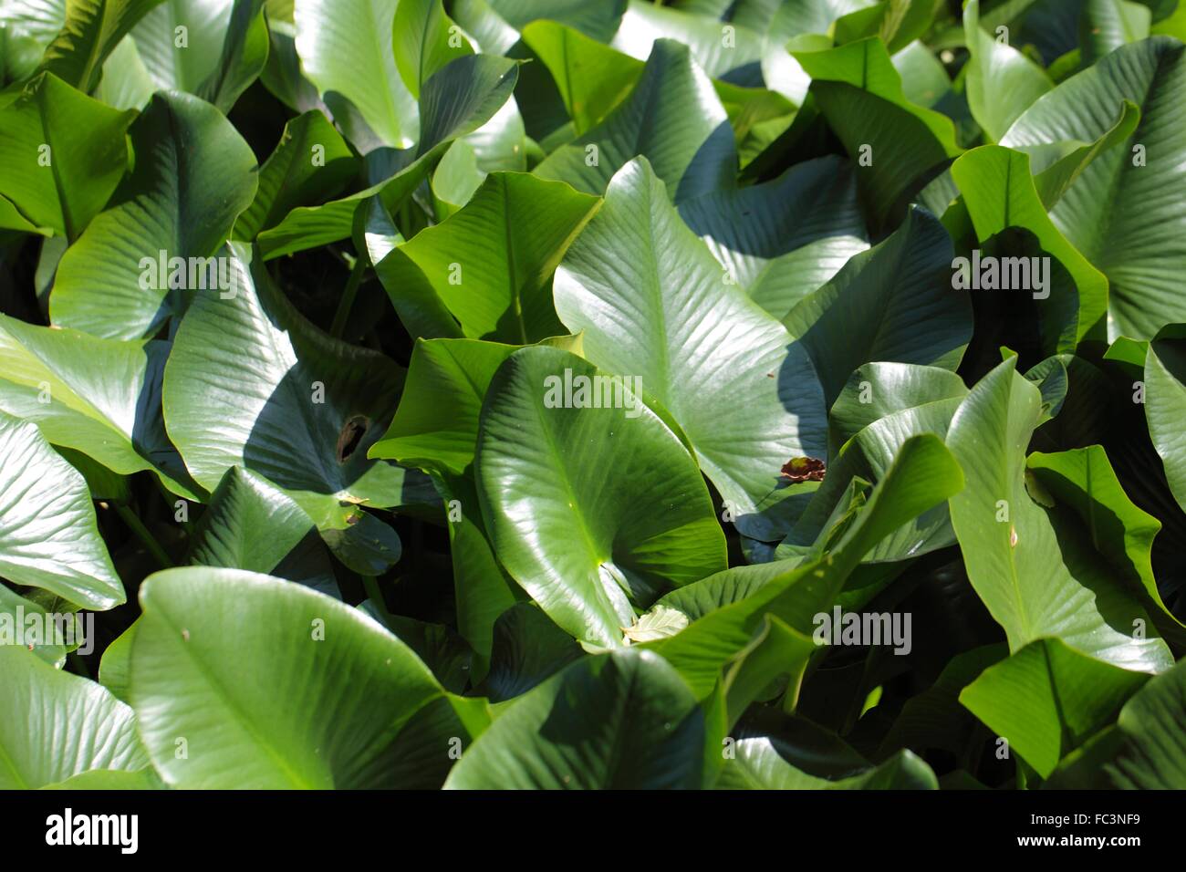 Green leaves in a swamp Stock Photo