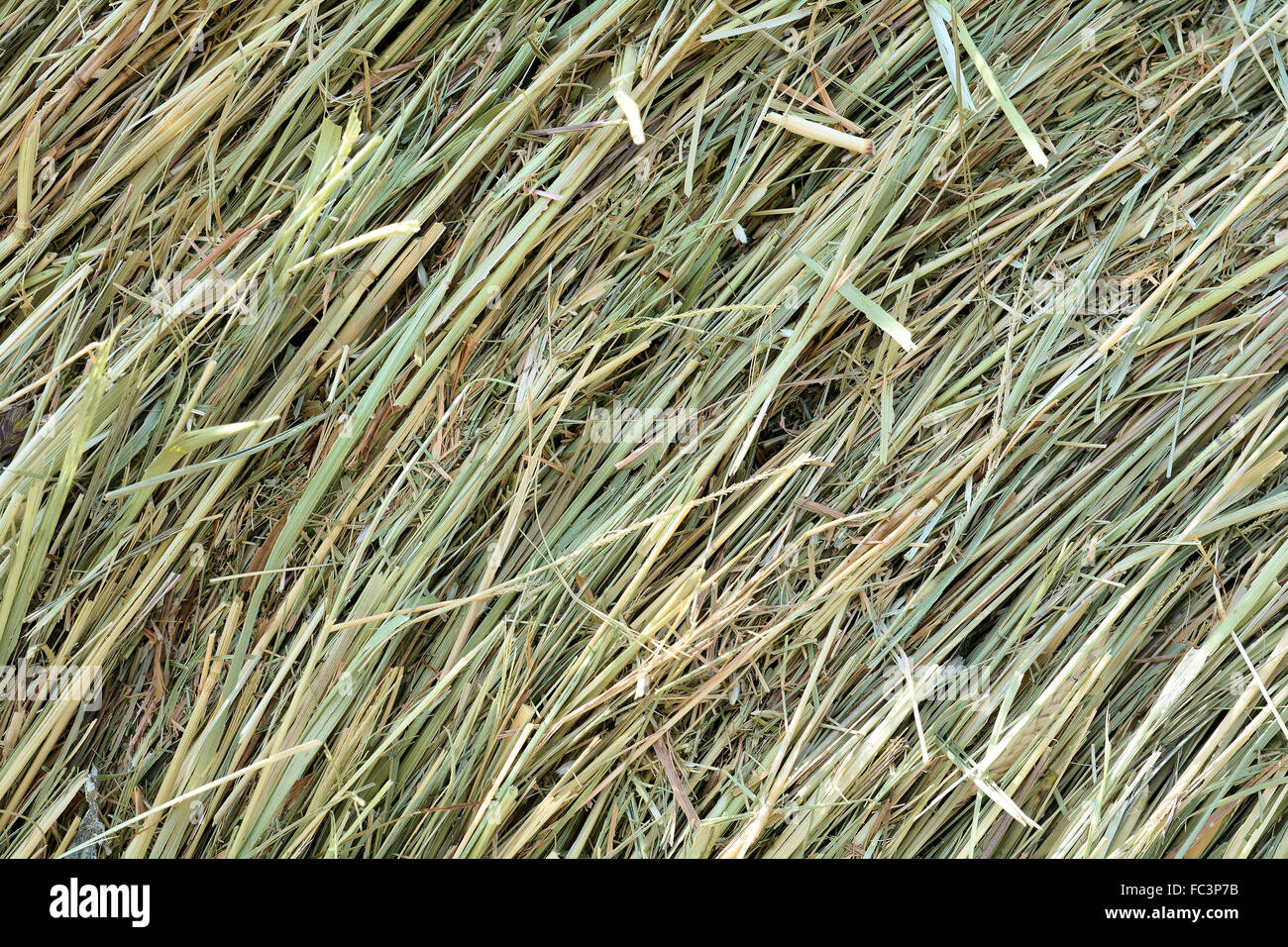 Dry hay from a bale of hay Stock Photo Alamy