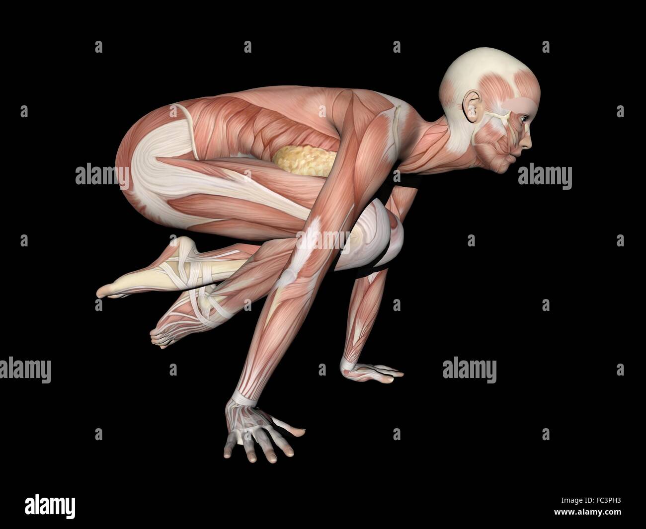 Matlab Plot Human Body woman anatomy figure - 3d render Stock Photo - Alamy